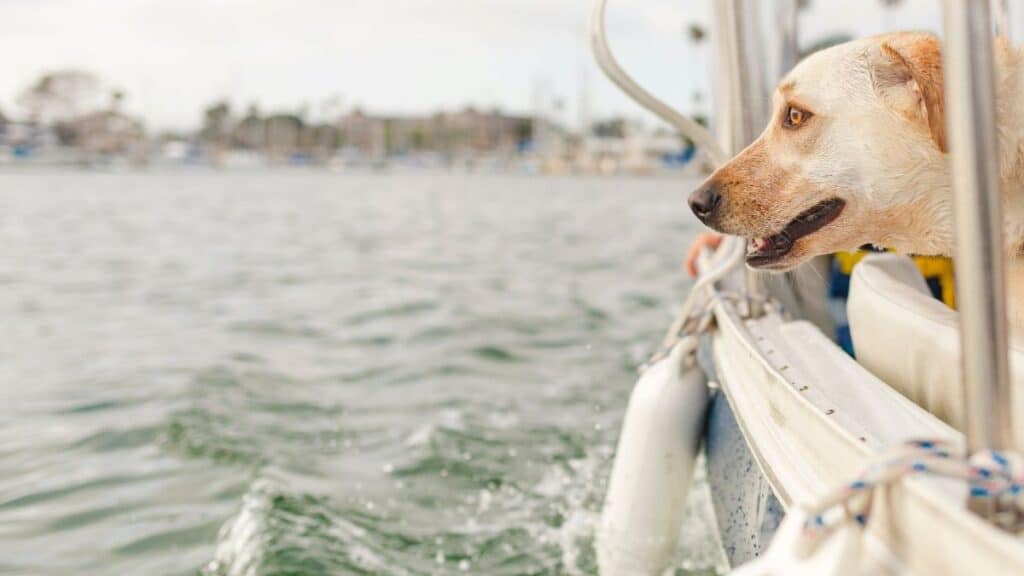 Passeio de barco no Rio com pets: é permitido? cuidados, regras e dicas