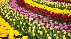 Keukenhof em 2026