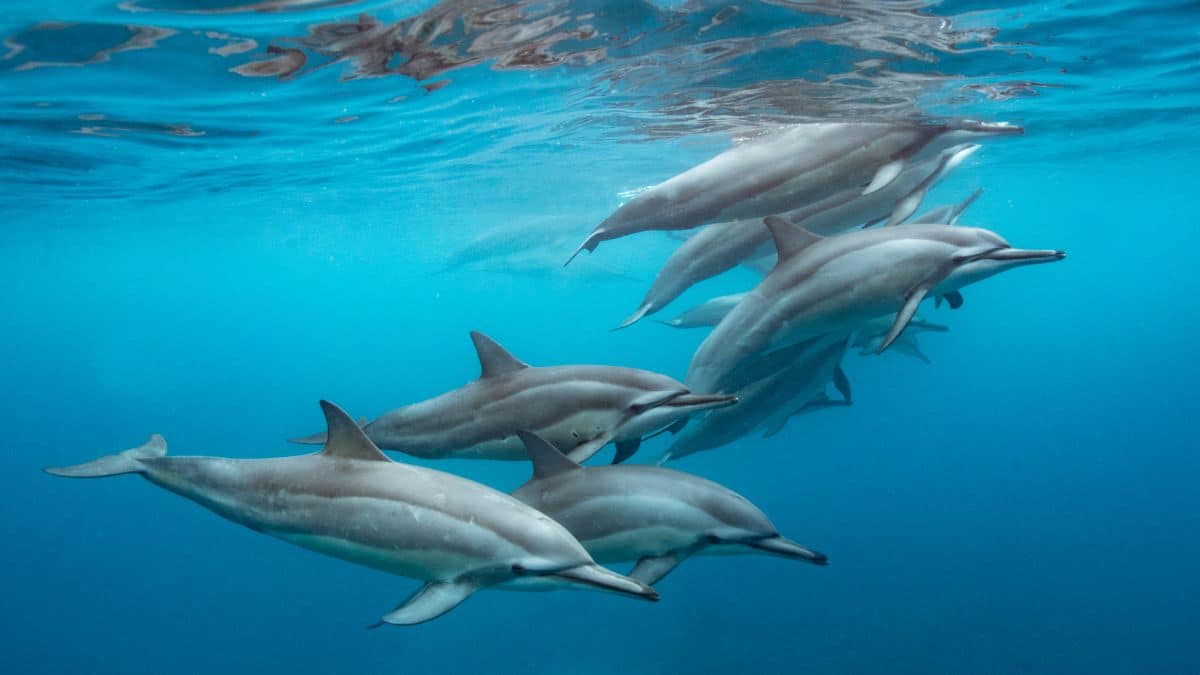 Safári Marinho Carioca Onde e Quando Encontrar Golfinhos e Tartarugas no Litoral do Rio