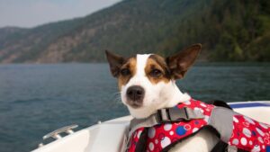 Dá para Levar Pet no Passeio de Barco no Rio de Janeiro