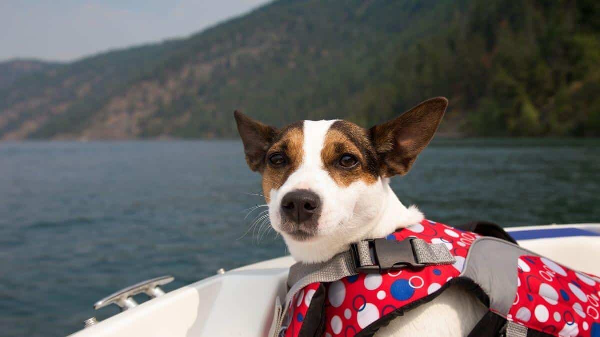 Dá para Levar Pet no Passeio de Barco no Rio de Janeiro