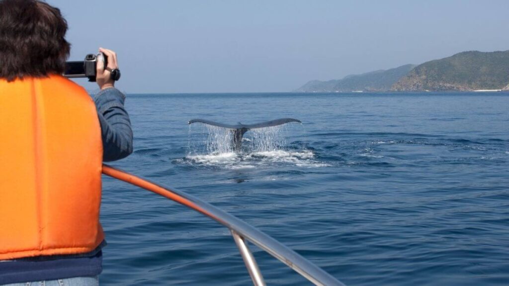 Passeio de barco comum x passeio especializado em observação de baleias